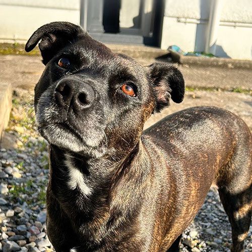 A photo of Shelby, the Staffordshire Bull Terrier that can be seen at Them Paint Guys Vehicle Body Shop in Pontardawe, Swansea
